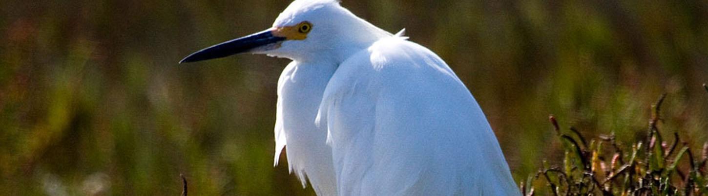 Birding Sierra Del Vallejo, San Pancho & Sayulita Estuaries 7