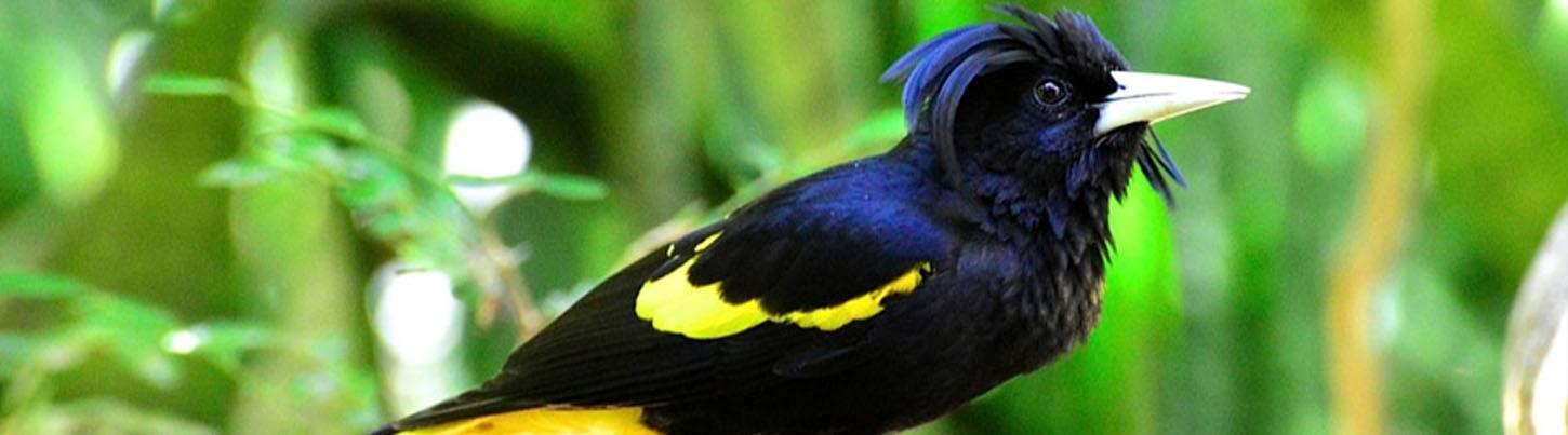 Birding Sierra Del Vallejo, San Pancho & Sayulita Estuaries 8