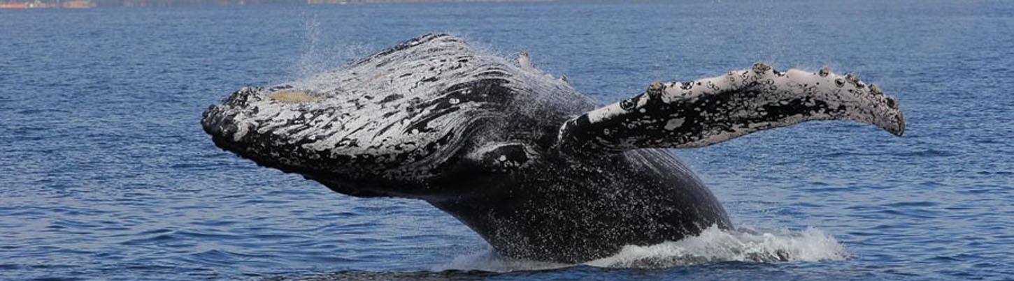 Catamaran Whale Watching Puerto Vallarta 1