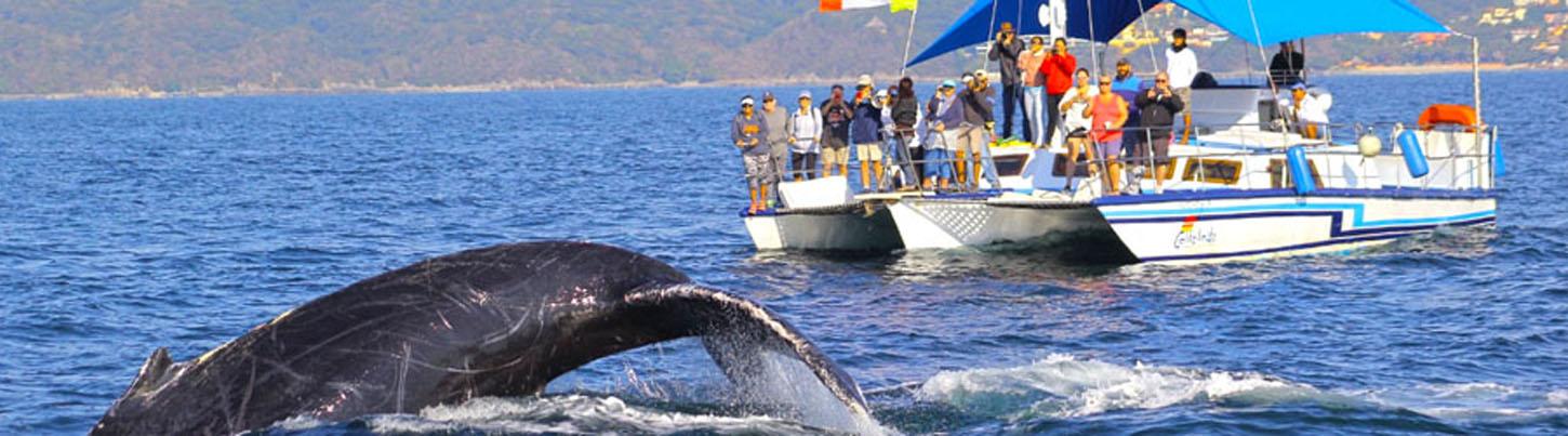 Catamaran Whale Watching Puerto Vallarta 2