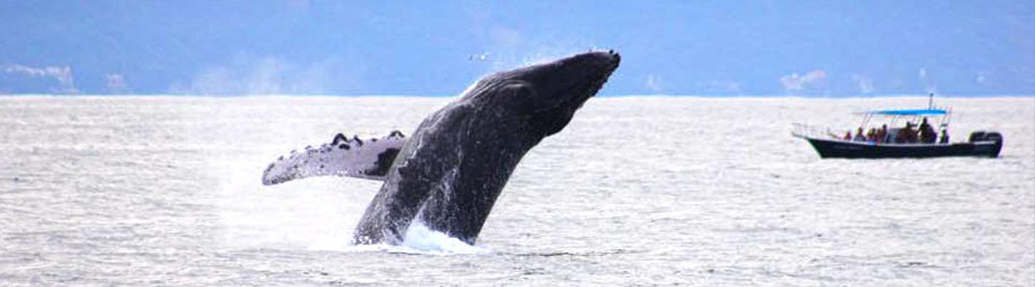 Catamaran Whale Watching Puerto Vallarta 4