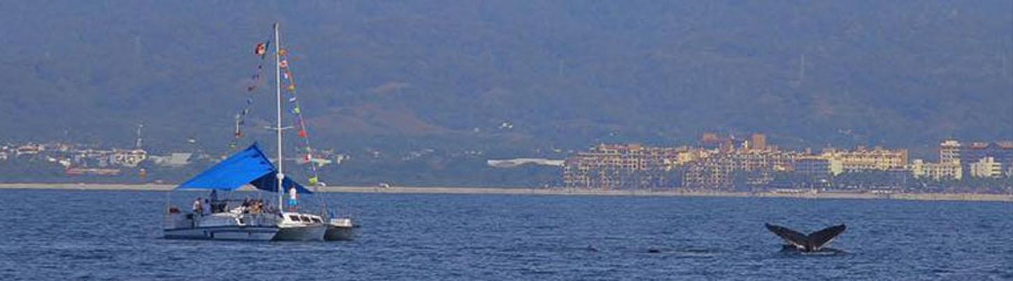 Catamaran Whale Watching Puerto Vallarta 6