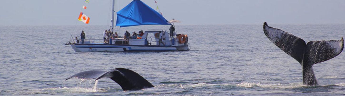 Catamaran Whale Watching Puerto Vallarta 8