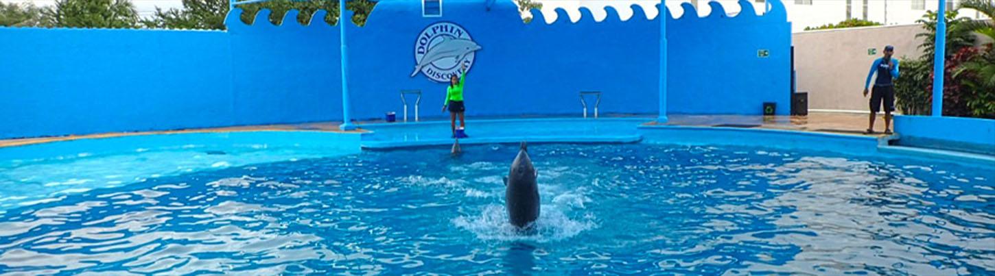 Dolphin Swim Adventure + Aquaventuras Water Park 6