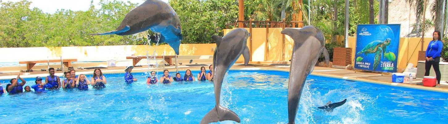 Dolphin Swim Memories 2