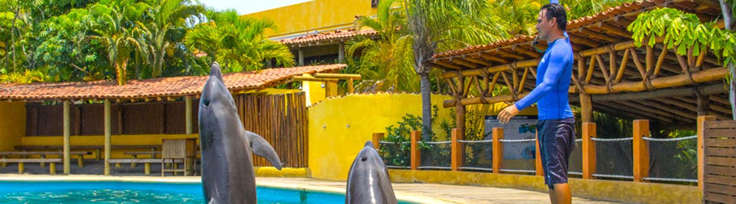 Dolphin Trainer For A Day Puerto Vallarta 5