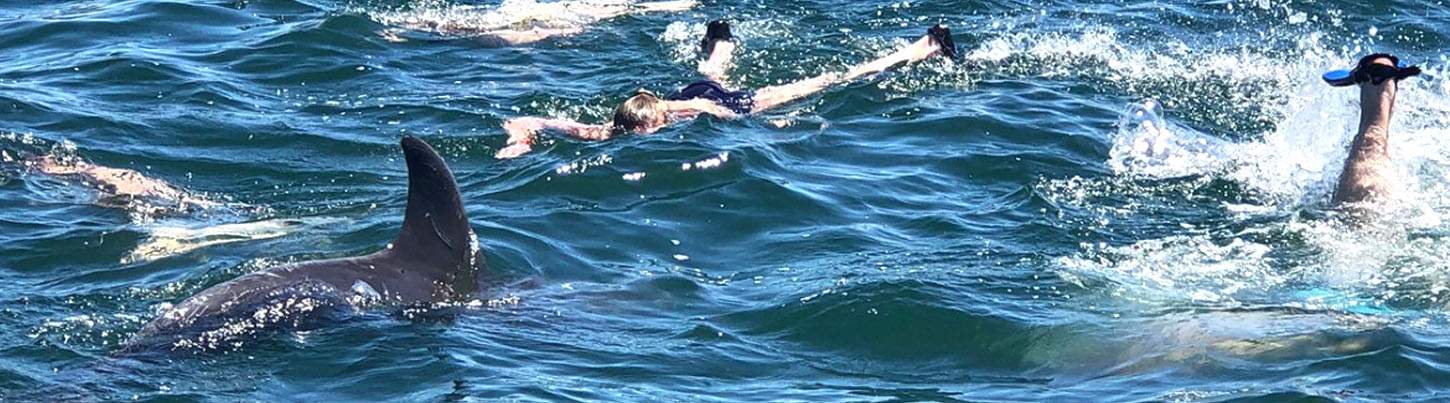 Wild Dolphin Quest & Sea Turtle Expedition 1