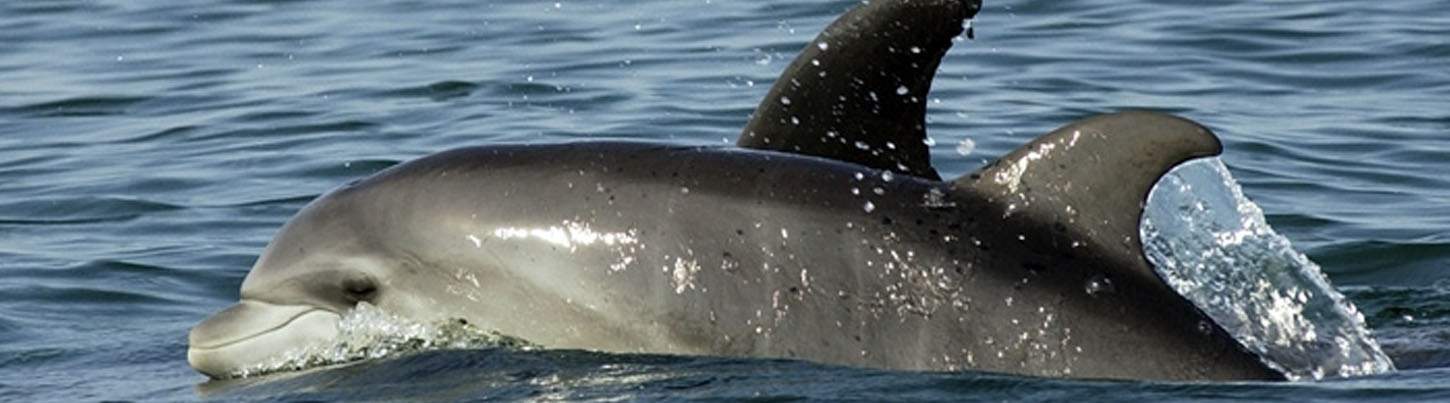 Wild Dolphin Quest & Sea Turtle Expedition 2