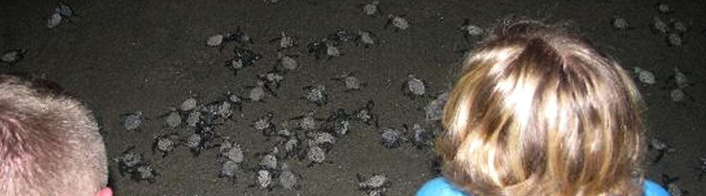 Wild Dolphin Quest & Sea Turtle Expedition 3