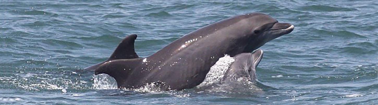 Wild Dolphin Quest & Sea Turtle Expedition 4