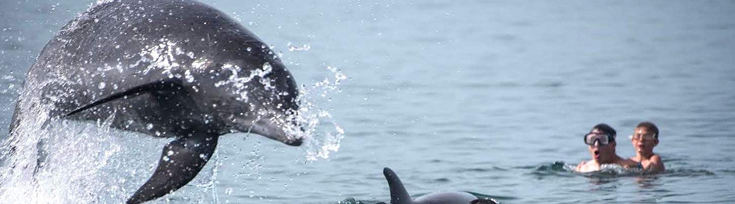 Wild Dolphin Quest & Sea Turtle Expedition 5