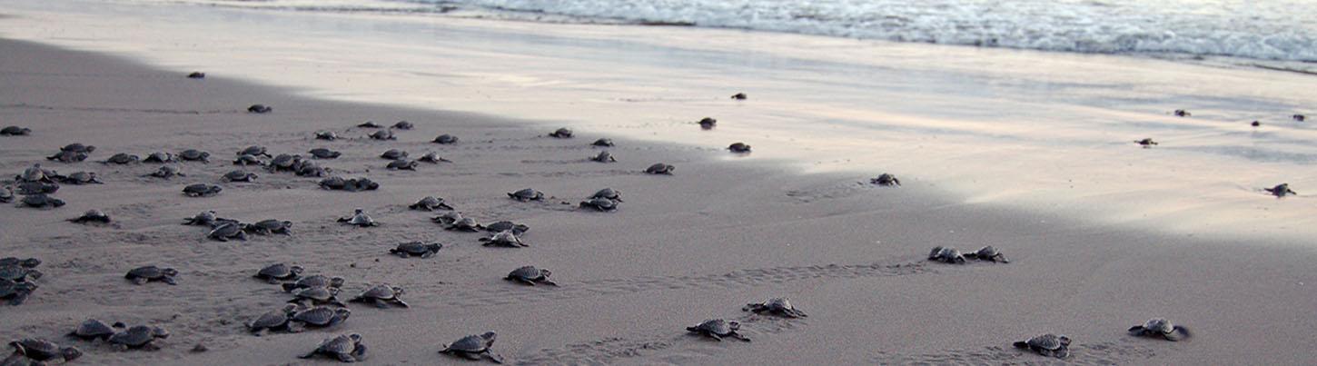 Wild Dolphin Quest & Sea Turtle Expedition 6