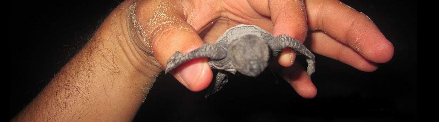 Wild Dolphin Quest & Sea Turtle Expedition 8