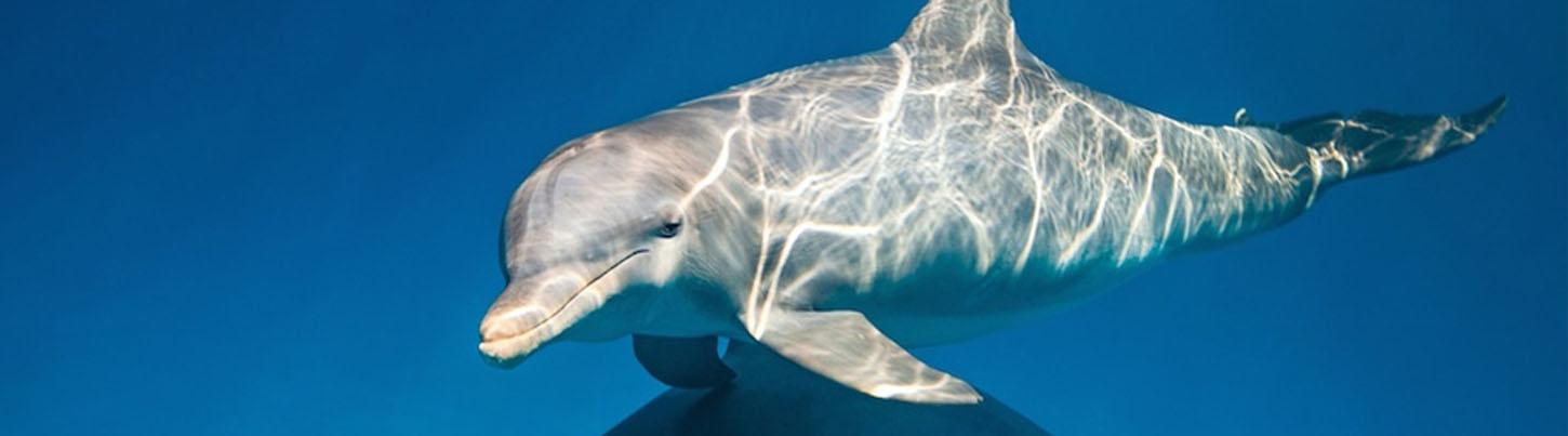 Dolphin Extreme Underwater Dolphin Swim 1