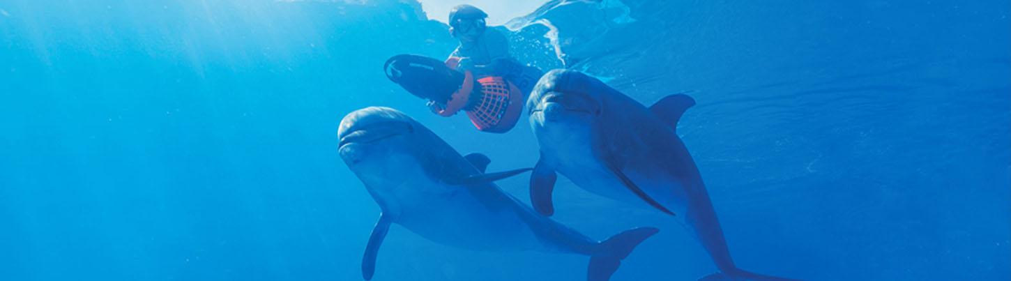 Dolphin Extreme Underwater Dolphin Swim 5