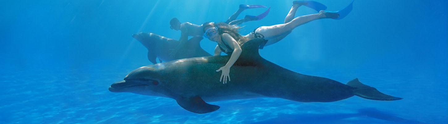 Dolphin Extreme Underwater Dolphin Swim 6