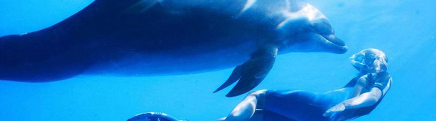 Dolphin Extreme Underwater Dolphin Swim 8