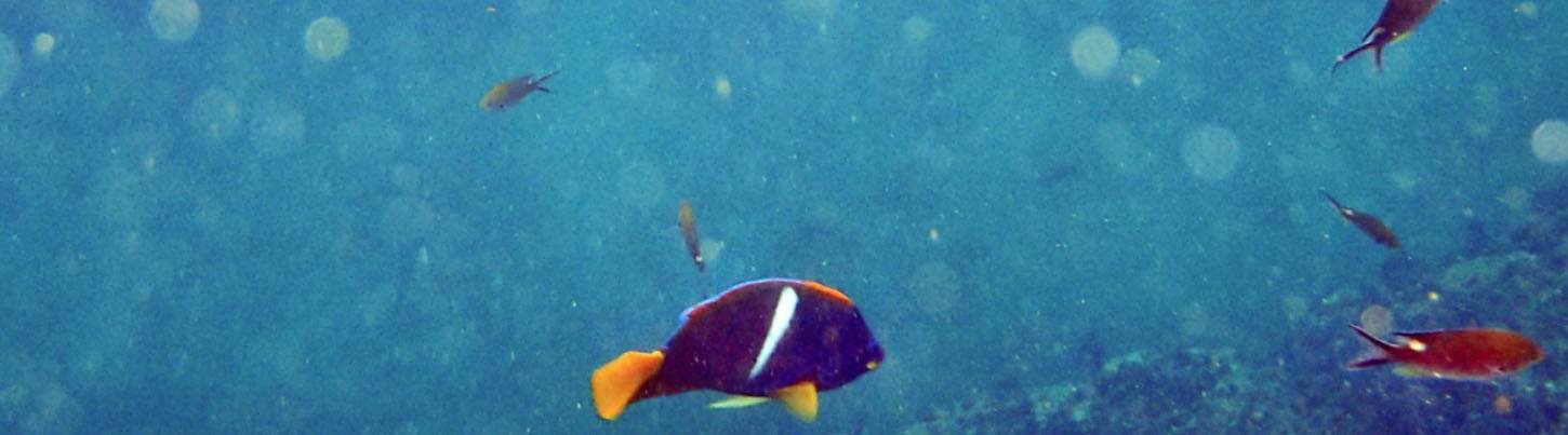 Private 130 Passenger Double-Decker Catamaran in Puerto Vallarta 8