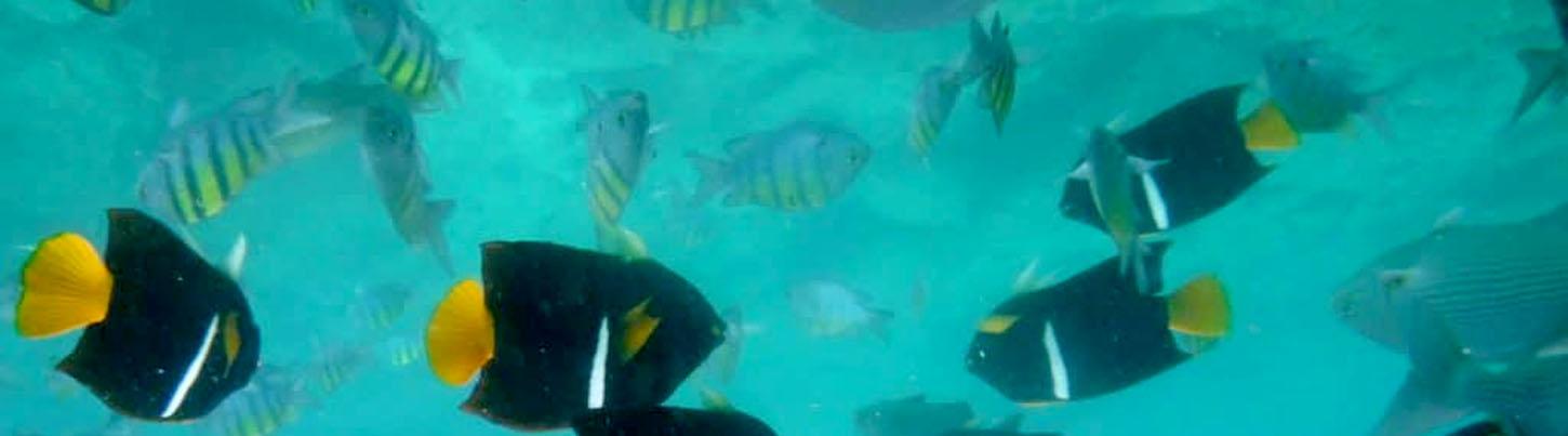 Half Day Sailing To Snorkel Los Arcos 8