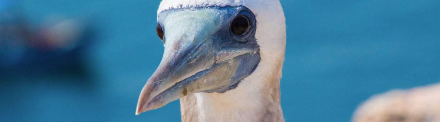 Marietas Islands Scuba Diving Puerto Vallarta 4