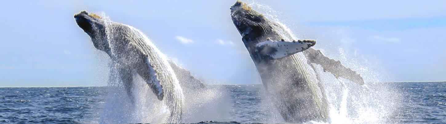 Marietas Islands Sailing 4