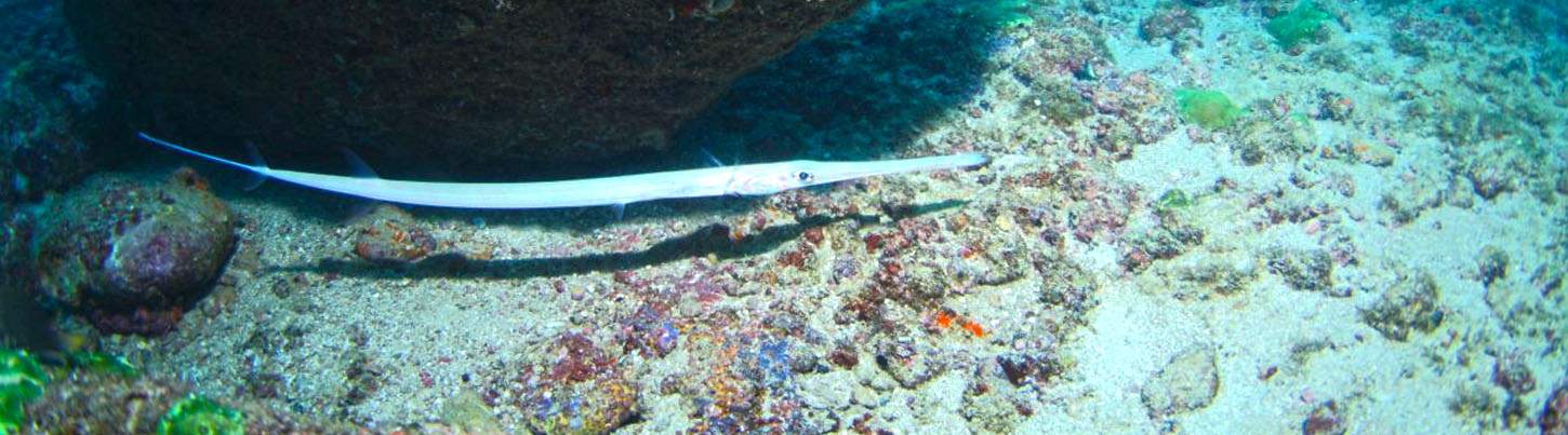 Marietas Islands Snorkeling Express 8