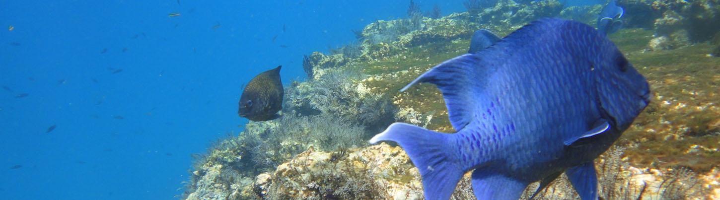 Bahia Alegre Marietas Island Snorkeling Cruise 5