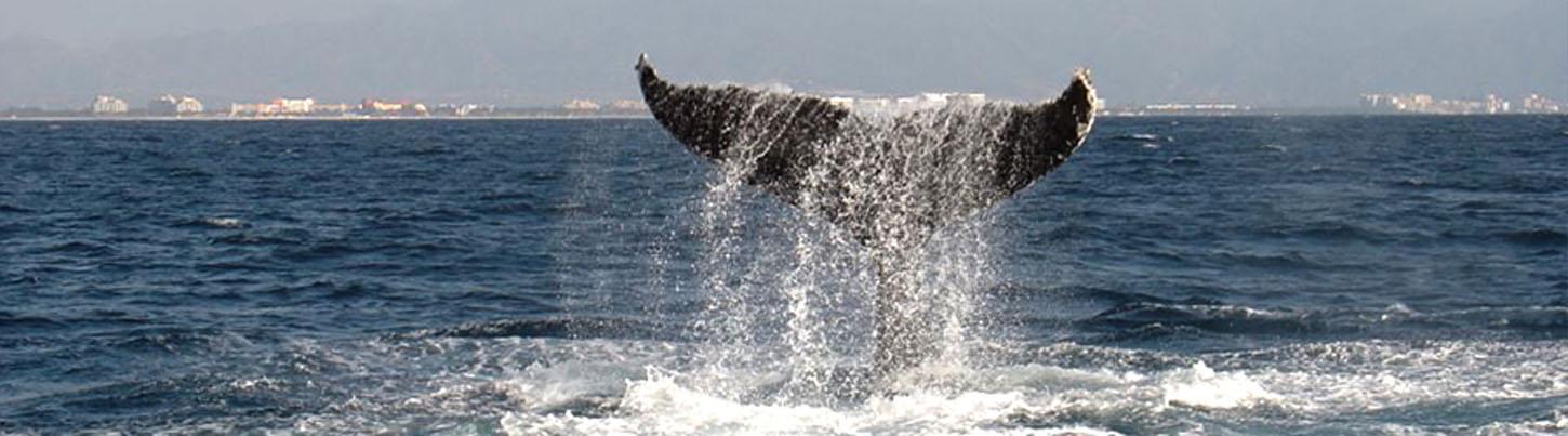 Sails & Whales in Puerto Vallarta 1