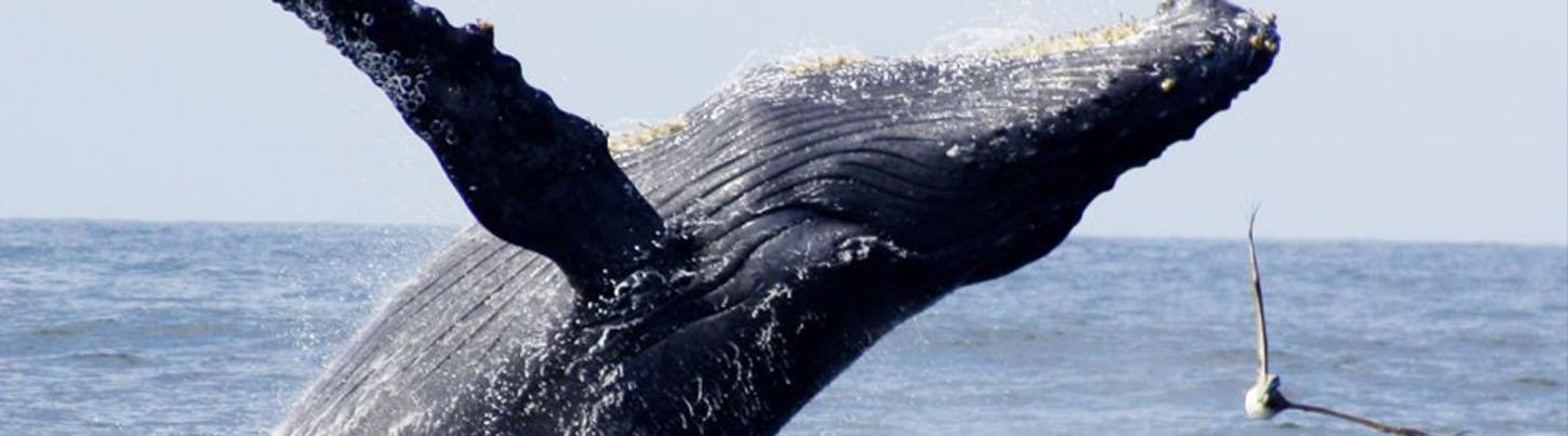 Sails & Whales in Puerto Vallarta 6