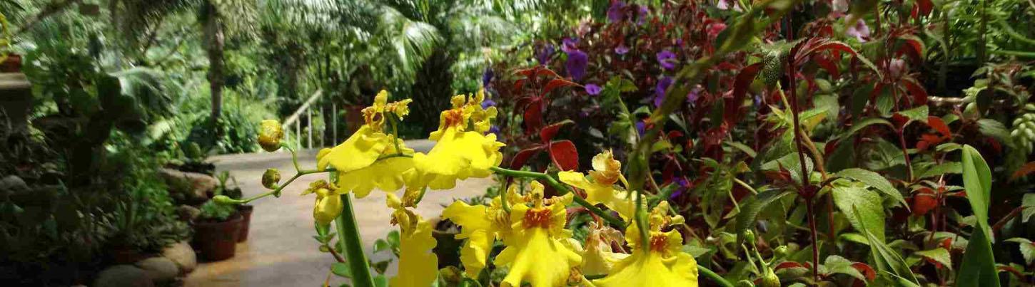 Private Vallarta Botanical Gardens Excursion 5