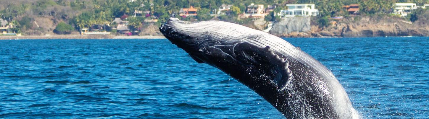 Private Catalina Catamaran Whale Adventure 1