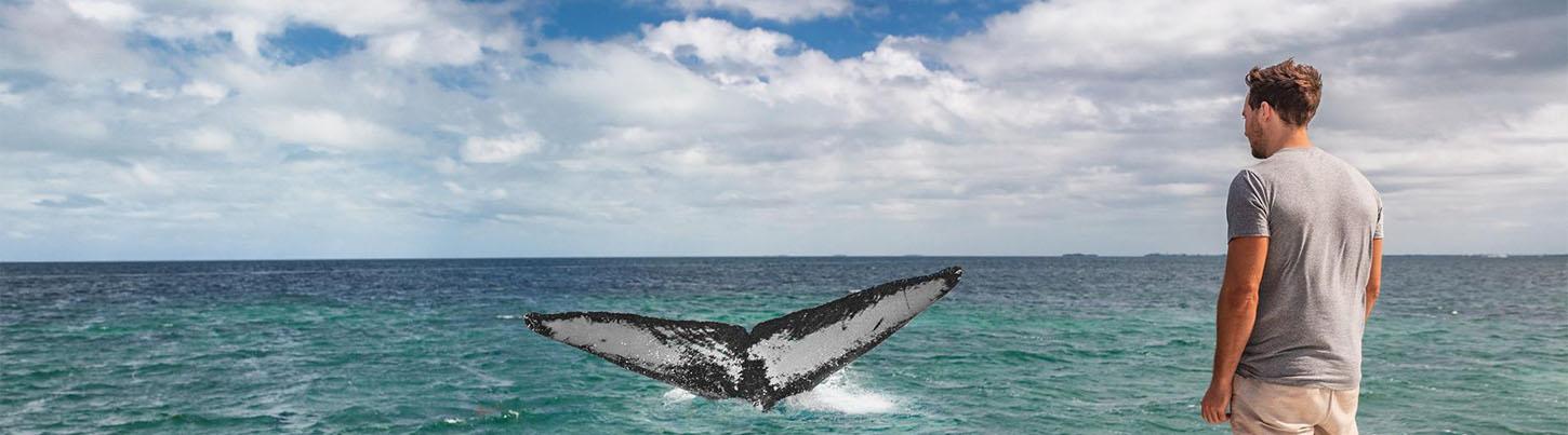 Private Catalina Catamaran Whale Adventure 2