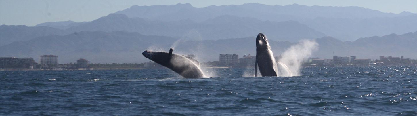 Private Catalina Catamaran Whale Adventure 3