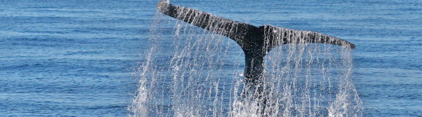 Private Catalina Catamaran Whale Adventure 4