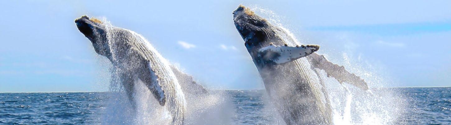Private Catalina Catamaran Whale Adventure 5