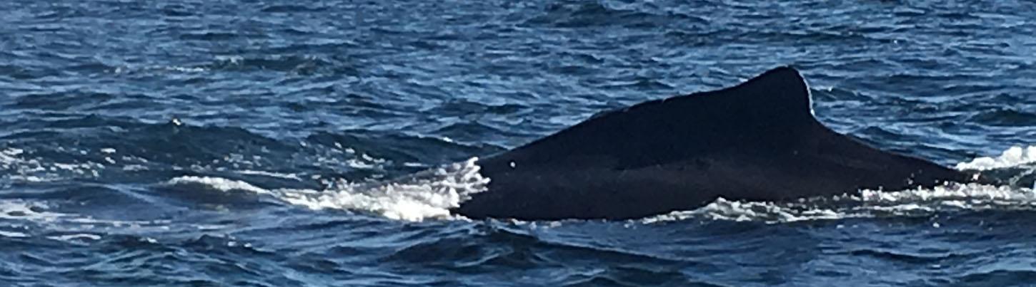 Private Catalina Catamaran Whale Adventure 6