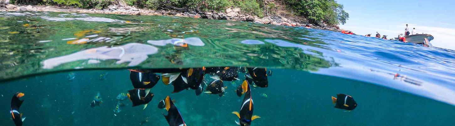 Private Colomitos Cove Snorkeling Tour 6