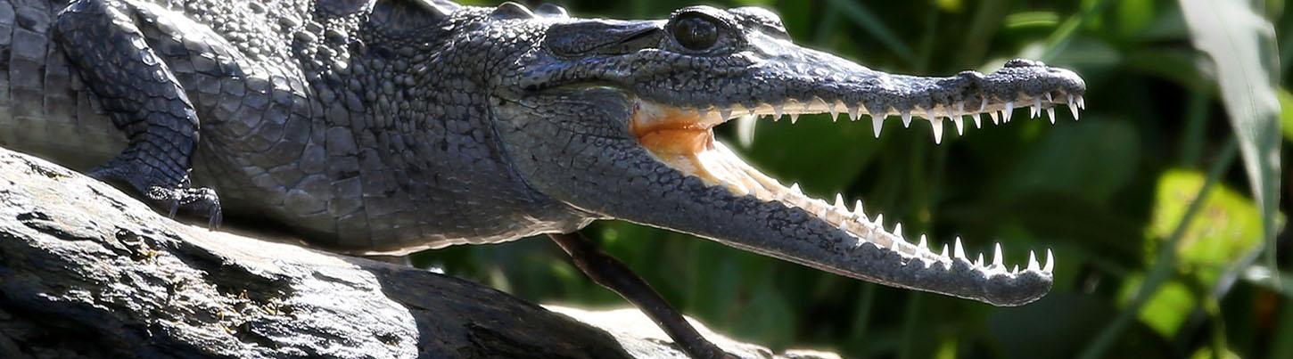 Private San Blas and La Tovara Quest 4