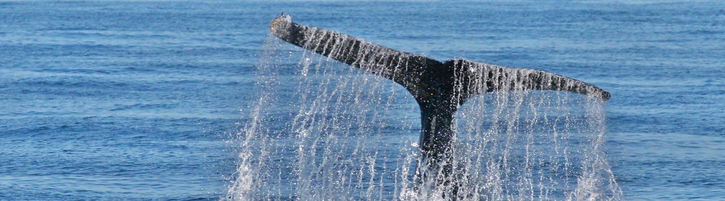 Private Whale Watching Trimaran Expedition 3