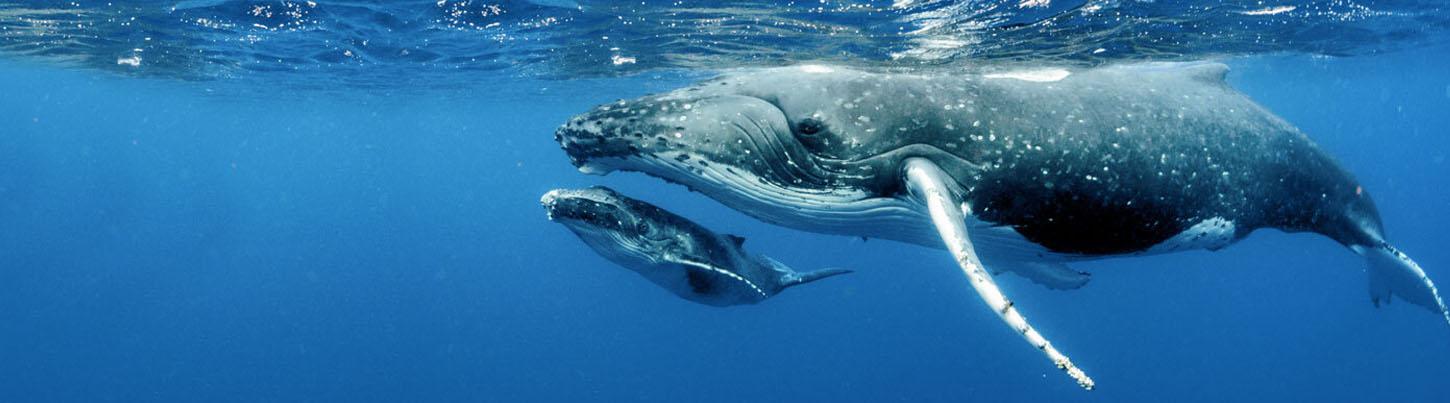 Private Whale Watching Trimaran Expedition 4