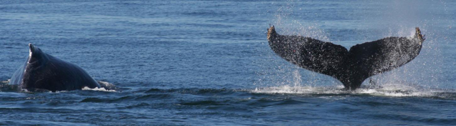 Private Whale Watching Trimaran Expedition 5