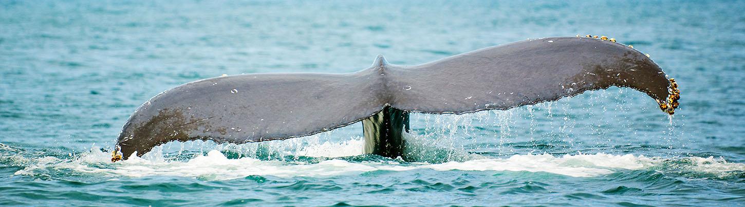Private Whale Watching Puerto Vallarta 1