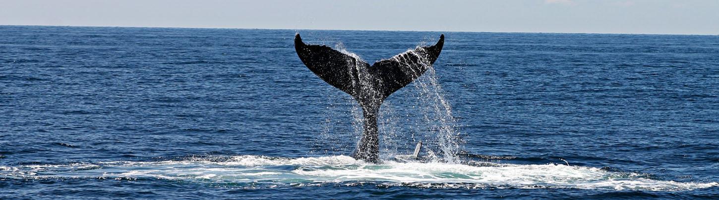 Private Whale Watching Puerto Vallarta 2