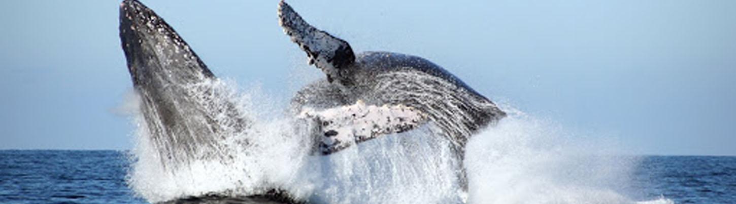 Private Whale Watching Puerto Vallarta 7