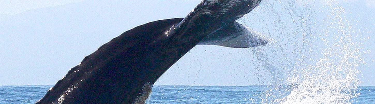 Private Whale Watching in Puerto Vallarta 1