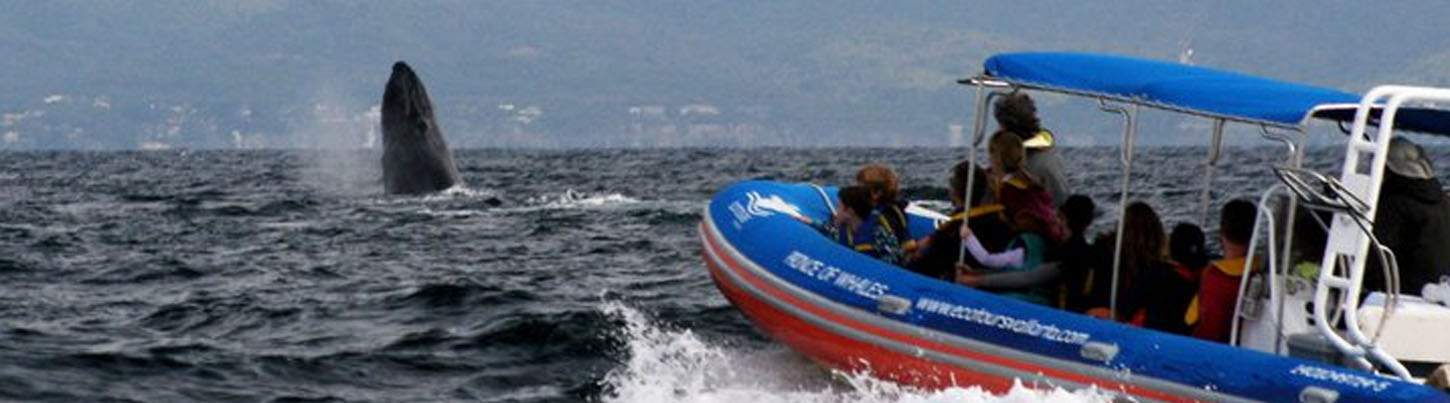 Private Whale Watching in Puerto Vallarta 3