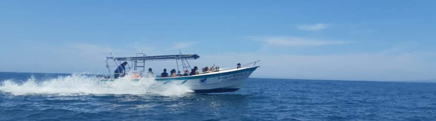 Private Whale Watching in Puerto Vallarta 8