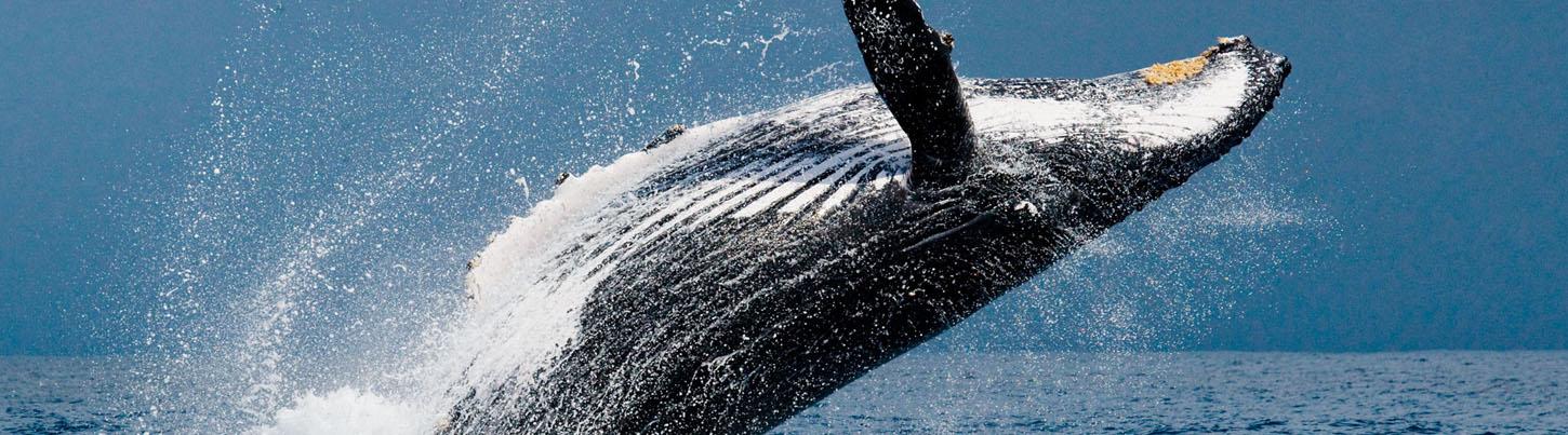 Marietas Islands Tour (Quest to Hidden Beach) 4