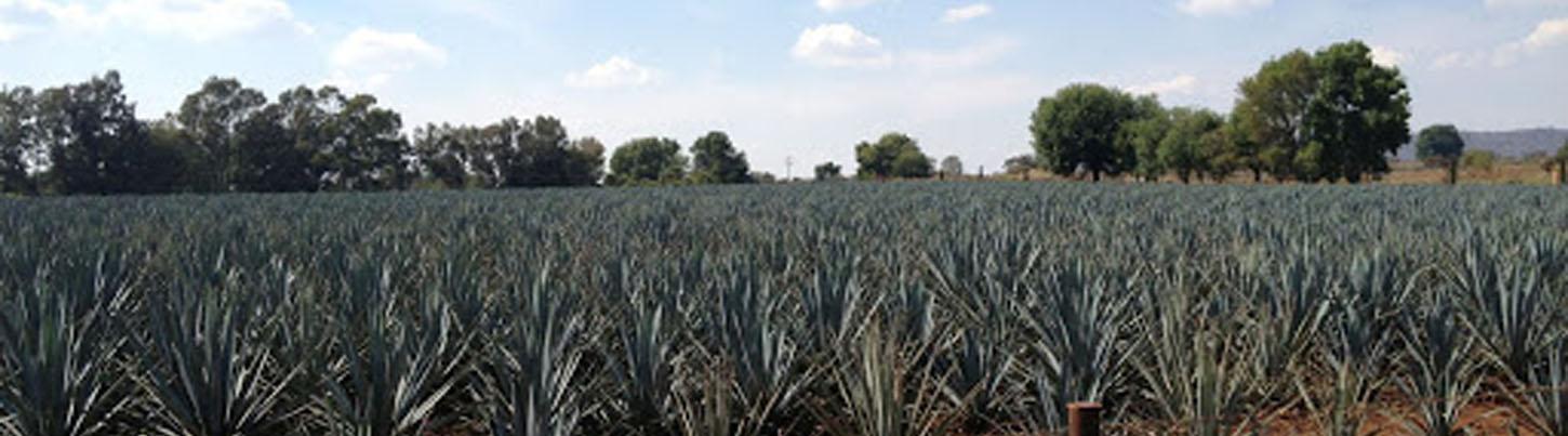 Rancho Los Veranos Tequila Tour 5