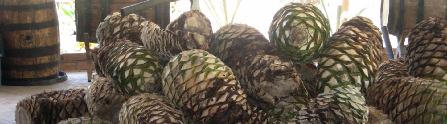 Rancho Los Veranos Tequila Tour 8